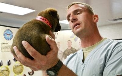 Ten Reasons Working In The Veterinary Industry Is The Best