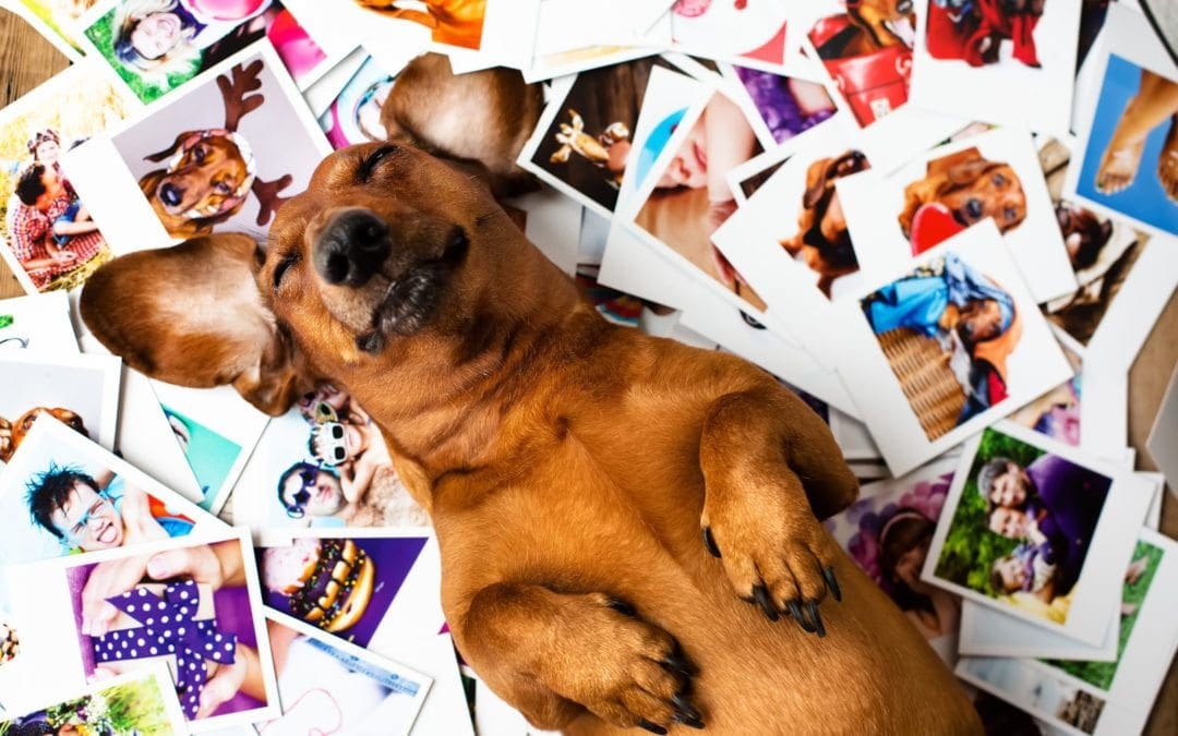Case Study: Your Veterinary Website Should Have A Photo Gallery