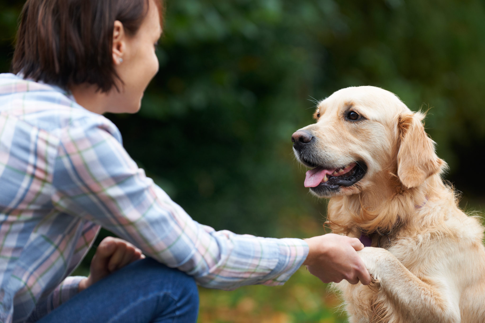 Pet Golden Retriever And Owner Playing Outside Together | WhiskerCloud