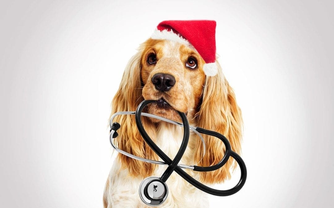 Marketing Your Veterinary Hospital During The Holidays