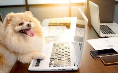 New Year’s Marketing and Website Resolutions For Your Veterinary Clinic