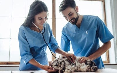 How to Cut Down on Turnover in Your Veterinary Hospital