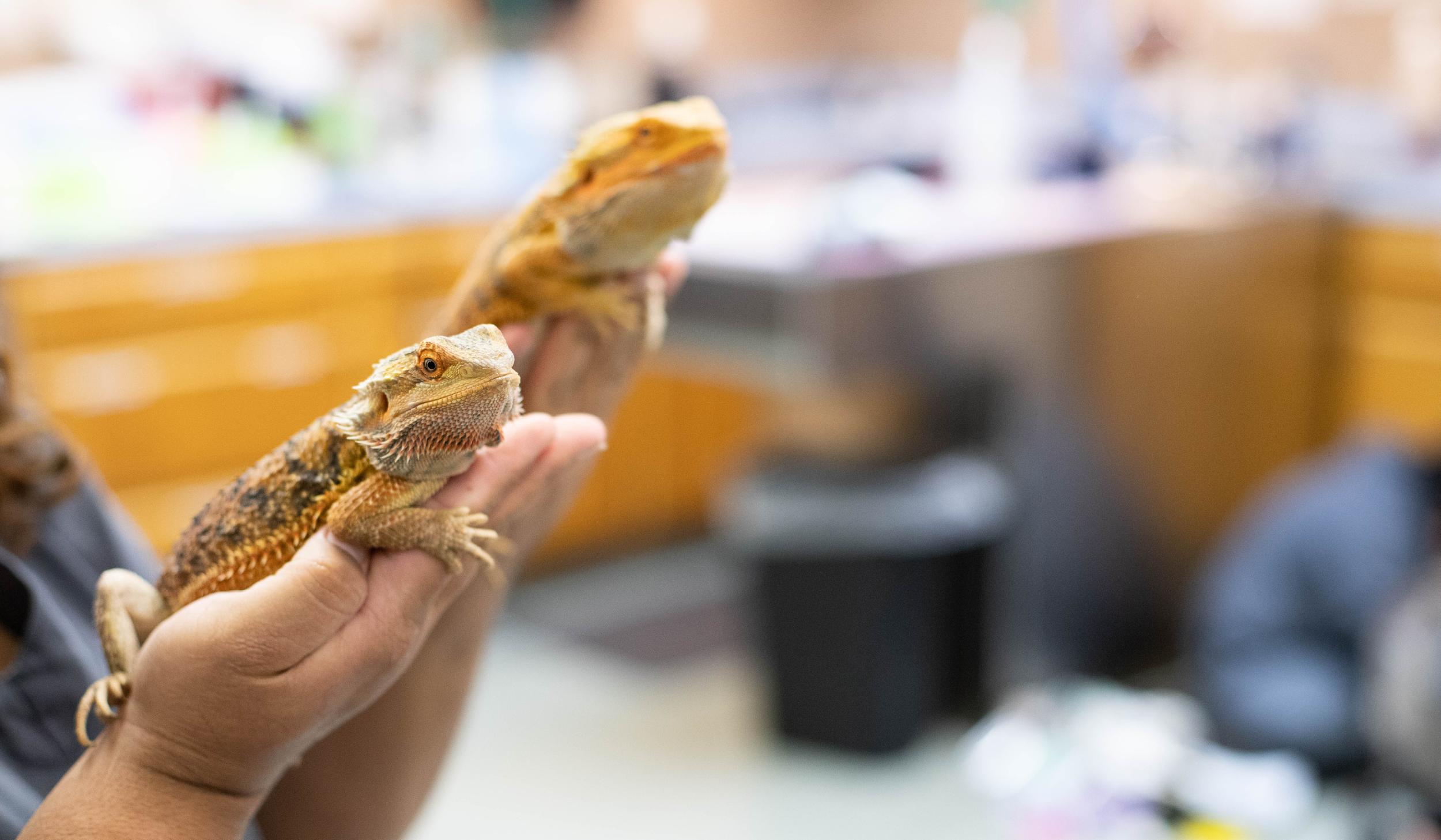 Vet tech holding two reptiles